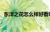 東洋之花怎么樣好看嗎（東洋之花怎么樣）