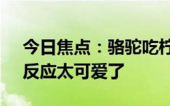 今日焦點：駱駝吃檸檬被酸出表情包 網(wǎng)友：反應(yīng)太可愛了