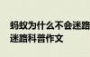 螞蟻為什么不會迷路的作文 螞蟻為什么不會迷路科普作文
