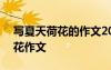 寫夏天荷花的作文200字作文 描寫夏天的荷花作文
