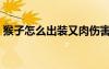 猴子怎么出裝又肉傷害又高（猴子怎么出裝）