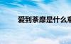 愛到荼靡是什么意思?（愛到荼蘼）