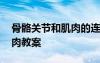 骨骼關(guān)節(jié)和肌肉的連接是什么 骨骼關(guān)節(jié)和肌肉教案