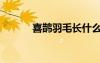 喜鵲羽毛長什么樣（喜鵲羽毛）