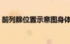 前列腺位置示意圖身體（前列腺位置示意圖）