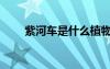 紫河車是什么植物（紫河車是什么）