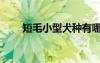 短毛小型犬種有哪些（短毛小型犬）