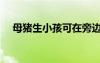 母豬生小孩可在旁邊看嗎（母豬生小孩）