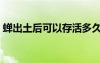 蟬出土后可以存活多久（蟬出土后能活多久）