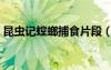 昆蟲記螳螂捕食片段（昆蟲記螳螂捕食賞析）