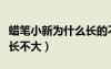 蠟筆小新為什么長(zhǎng)的不一樣（蠟筆小新為什么長(zhǎng)不大）