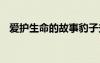 愛(ài)護(hù)生命的故事豹子夫婦 愛(ài)護(hù)生命的故事