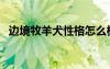 邊境牧羊犬性格怎么樣（邊境牧羊犬性格）