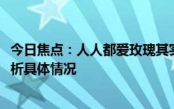 今日焦點(diǎn)：人人都愛玫瑰其實(shí)是假象!沒有問過玫瑰，詳細(xì)分析具體情況