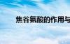 焦谷氨酸的作用與功效（焦谷氨酸）