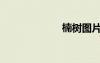 楠樹圖片（楠樹）
