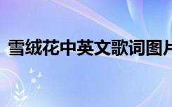 雪絨花中英文歌詞圖片 雪絨花的中英文歌詞