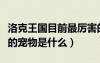 洛克王國(guó)目前最厲害的寵物（洛克王國(guó)最厲害的寵物是什么）