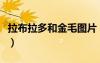 拉布拉多和金毛圖片（拉布拉多跟金毛串圖片）