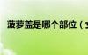 菠蘿蓋是哪個(gè)部位（女人的菠蘿蓋是什么）
