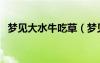 夢見大水牛吃草（夢見水牛吃草什么意思）