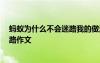 螞蟻為什么不會(huì)迷路我的做法 我的結(jié)論 螞蟻為什么不會(huì)迷路作文