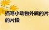 描寫小動(dòng)物外貌的片段50字 描寫小動(dòng)物外貌的片段