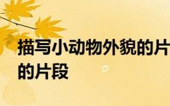 描寫小動物外貌的片段50字 描寫小動物外貌的片段