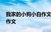 我家的小狗小白作文怎么寫 我家的小狗小白作文