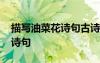 描寫油菜花詩句古詩大全加翻譯 描寫油菜花詩句