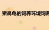 豬鼻龜?shù)娘曫B(yǎng)環(huán)境飼養(yǎng)條件 豬鼻龜養(yǎng)殖方法