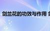 劍蘭花的功效與作用 劍蘭花圖片及養(yǎng)殖方法