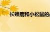 長(zhǎng)頸鹿和小松鼠的故事 小松鼠的故事