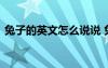 兔子的英文怎么說(shuō)說(shuō) 兔子的英文是什么翻譯