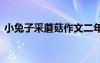 小兔子采蘑菇作文二年級(jí) 小兔子采蘑菇作文