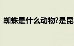 蜘蛛是什么動物?是昆蟲嗎? 蜘蛛是什么動物