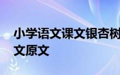 小學(xué)語(yǔ)文課文銀杏樹(shù)二年級(jí) 二年級(jí)銀杏樹(shù)課文原文