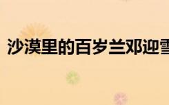 沙漠里的百歲蘭鄧迎雪閱讀答案 雪閱讀答案