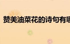 贊美油菜花的詩句有哪些 贊美油菜花的詩句