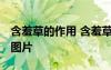 含羞草的作用 含羞草的特點 含羞草的特點及圖片