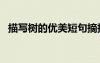 描寫樹的優(yōu)美短句摘抄 寫樹優(yōu)美句子90條