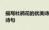 描寫杜鵑花的優(yōu)美詩句子 描寫杜鵑花的優(yōu)美詩句