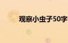 觀察小蟲(chóng)子50字 觀察小蟲(chóng)的作文