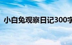 小白兔觀察日記300字作文 小白兔觀察日記