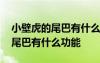 小壁虎的尾巴有什么功能參考答案 小壁虎的尾巴有什么功能