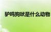 驢鳴狗吠是什么動物 驢鳴狗吠的成語故事