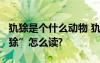犰狳是個什么動物 犰狳是一種什么動物?“犰狳”怎么讀?