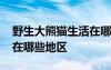 野生大熊貓生活在哪些省份 野生大熊貓分布在哪些地區(qū)