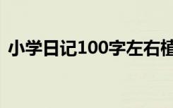 小學(xué)日記100字左右植物 小學(xué)日記100字(2)