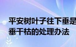 平安樹葉子往下垂是怎么回事 平安樹葉子下垂干枯的處理辦法
